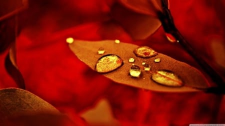 Golden drops - dewdrops, autumn, rain, raindrops, leaf, wallpaper, dew, gold, hd, nature, red, leaves, orange, golden, drops