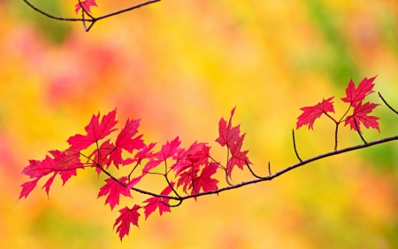 Autumn leaves - autumn, yellow, pink, green, leaf