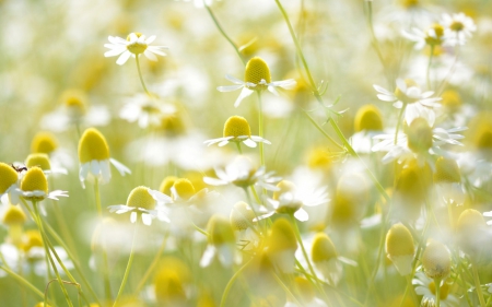 Chamomile - white, summer, flower, field, yellow, green, chamomile