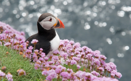 Puffin - bird, bokeh, water, flower, pink, orange, black, puffin, white, glitter