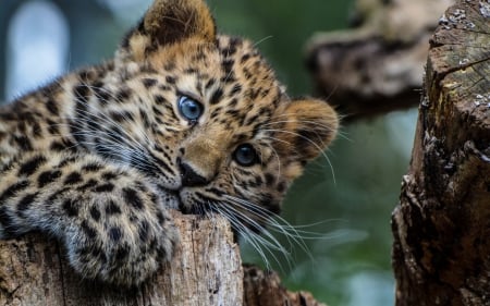 Young and wild - animal, cub, cute, wild, cat