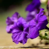 Macro Purple Petunia