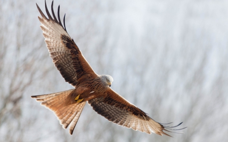 King Of The Sky - bird, falcon, amazing, sky