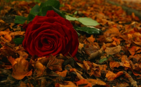 Autumn Love - autumn, red, beautiful, rose, foliage