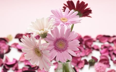 Pink and White Gerberas - nature, flowers, petals, vase