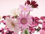 Pink and White Gerberas