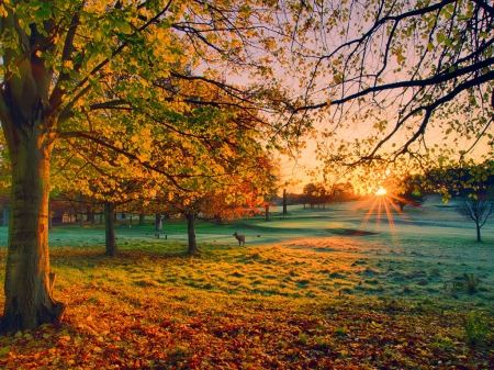 October morn - morning, autumn, trees, sunrise, deer, gold