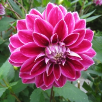 Dahlia