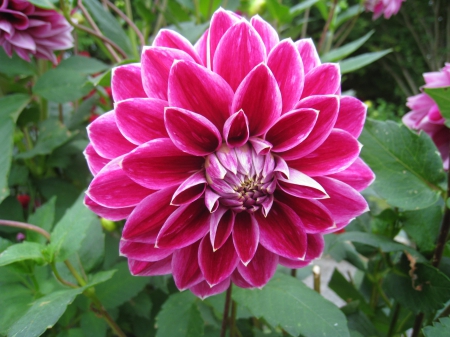 Dahlia - autumn, dahlia, pink, green, garden, flower