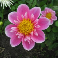 Dahlia