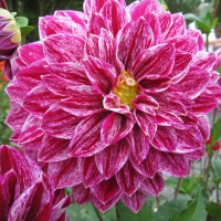 Dahlia