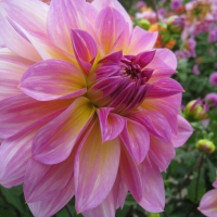 Pink Dahlia