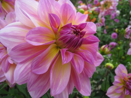 Pink Dahlia - autumn, sweden, dahlia, pink, green, colors, flowers, garden