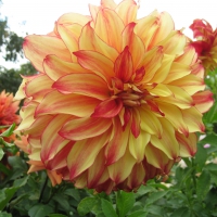  Dahlia