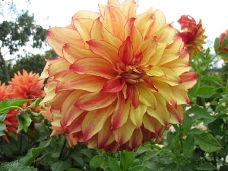  Dahlia - autumn, dahlia, yellow, sweden, orange, green, colors, flowers, garden