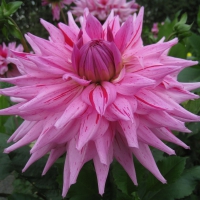 Pink Dahlia