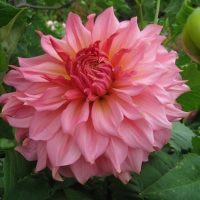 Big Dahlia