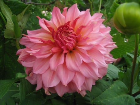 Big Dahlia - autumn, sweden, dahlia, green, colors, garden, flower