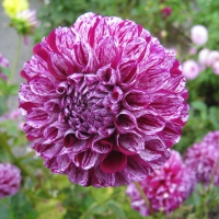 Purple Dahlia