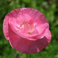 Pink Poppy