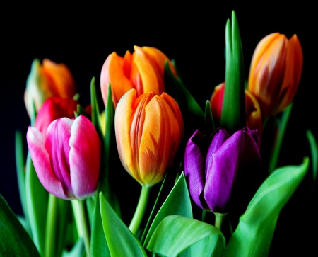 Colorful Bouquet - yellow, pink, bouquet, leaves, flowers, colorful, tulips, nature, purple, green