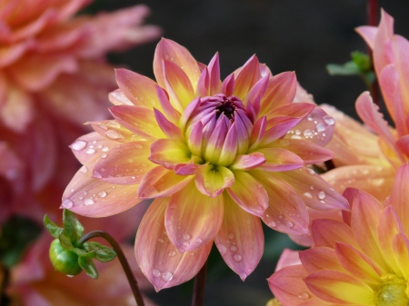 Pink Yellow Dahlia - flowers, nature, yellow, macro, dahlia, petals, pink