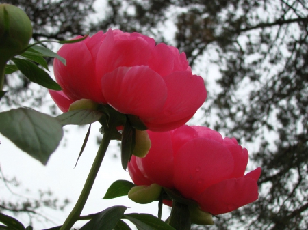 Pink Peonies - nature, peonies, flowers, pink