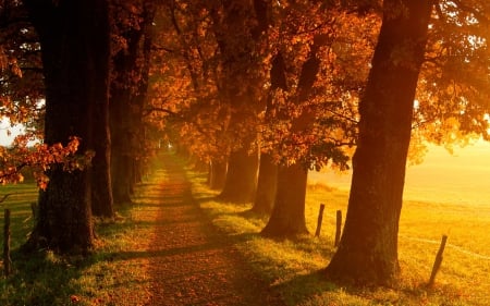 Autumn Landscape - autumn, field, path, trees