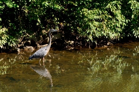 Blue Heron in the pond - crane bird, Crane in the pond, Blue Heron in the pond, heron, summer pond, pond, crane, blue heron