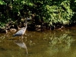 Blue Heron in the pond