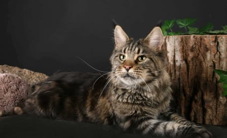 Maine Coon Cat - Kitty, Cat, Maine, Coon