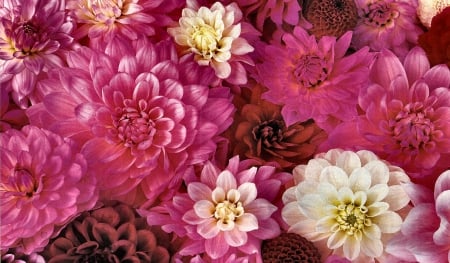 Plethora of Dahlias F1 - beauty, love, floral, photography, romance, photo, still life, flower