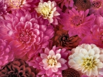 Plethora of Dahlias F1