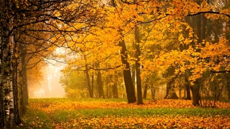 Misty Autumn - trees, autumn leaves, path, fall, yellow, forest, beautiful, fog, morning view, grass