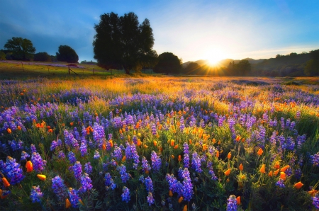 Poppies At Sunset - trees, hills, beautiful, spring, grass, fence, flowers, sunset, field