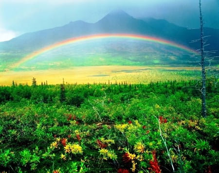 Valley Rainbow - rainbow, forest, national park, clouds, beautiful, alaska, field, mountains