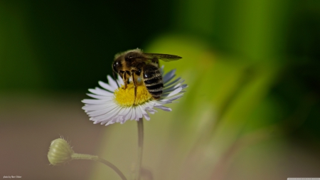 bee - insect, white, bee, flower