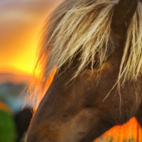 flaxen horse at sunrise