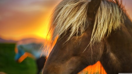 flaxen horse at sunrise - flaxen, mane, horse, sunrise