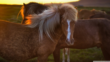 horses in iceland - mane, horse, beautiful, brown