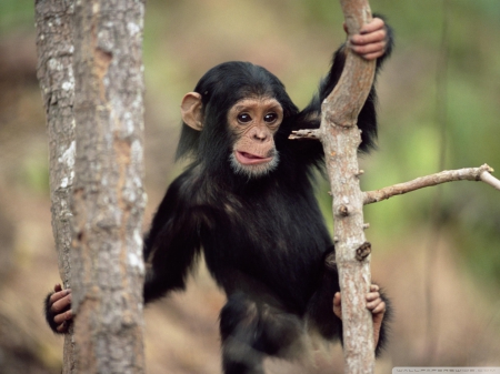 young chimpanzee climbing gombe national park tanzania - primate, ape, chimpanzee, monkey