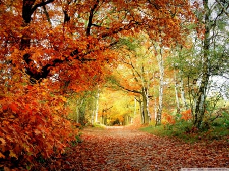 Park in a Fall Season - forest, path, forst, nature, park, fall season, autumn