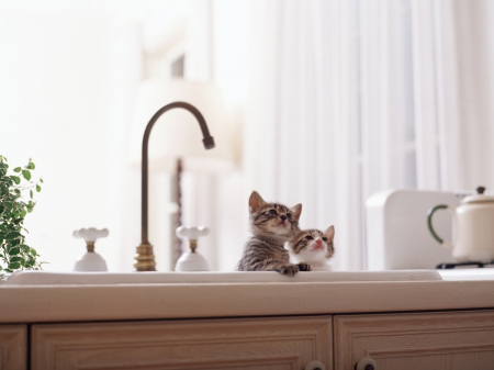 cute kittens in the kitchen - kitchen, kittens, animals, cats, cute