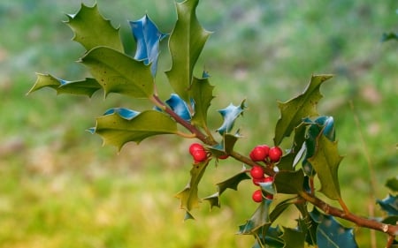 Mistletoe - red, berry, mistletoe, fruit, blue, green