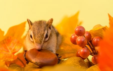 Chipmunk - red, berry, chipmunk, squirrel, nut, leaf, orange, autumn