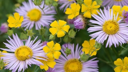 Lovely Flowers - flowers, yellow, nature, purple