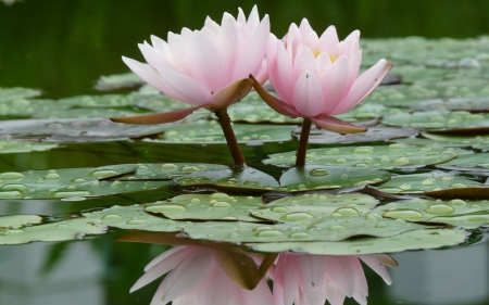 white lotus - white, water, lotus, flower