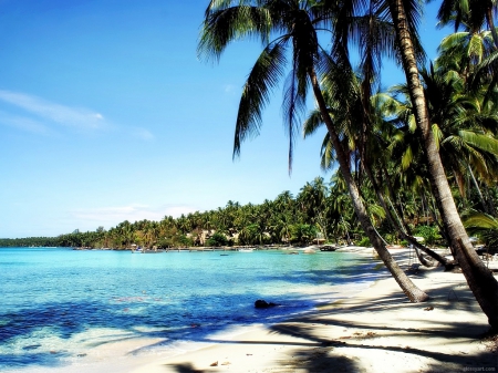 blue beach - sand, tree, palm, sea