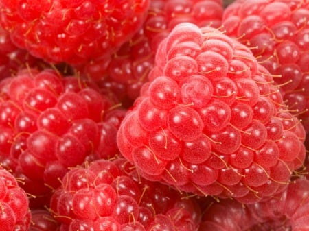 raspberry - berry, fruit, red, raspberry