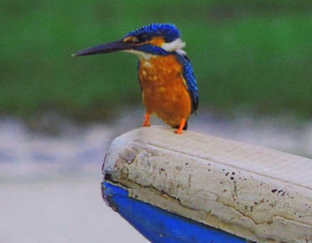 Malachite Kingfisher - on, rock, standing, fishing